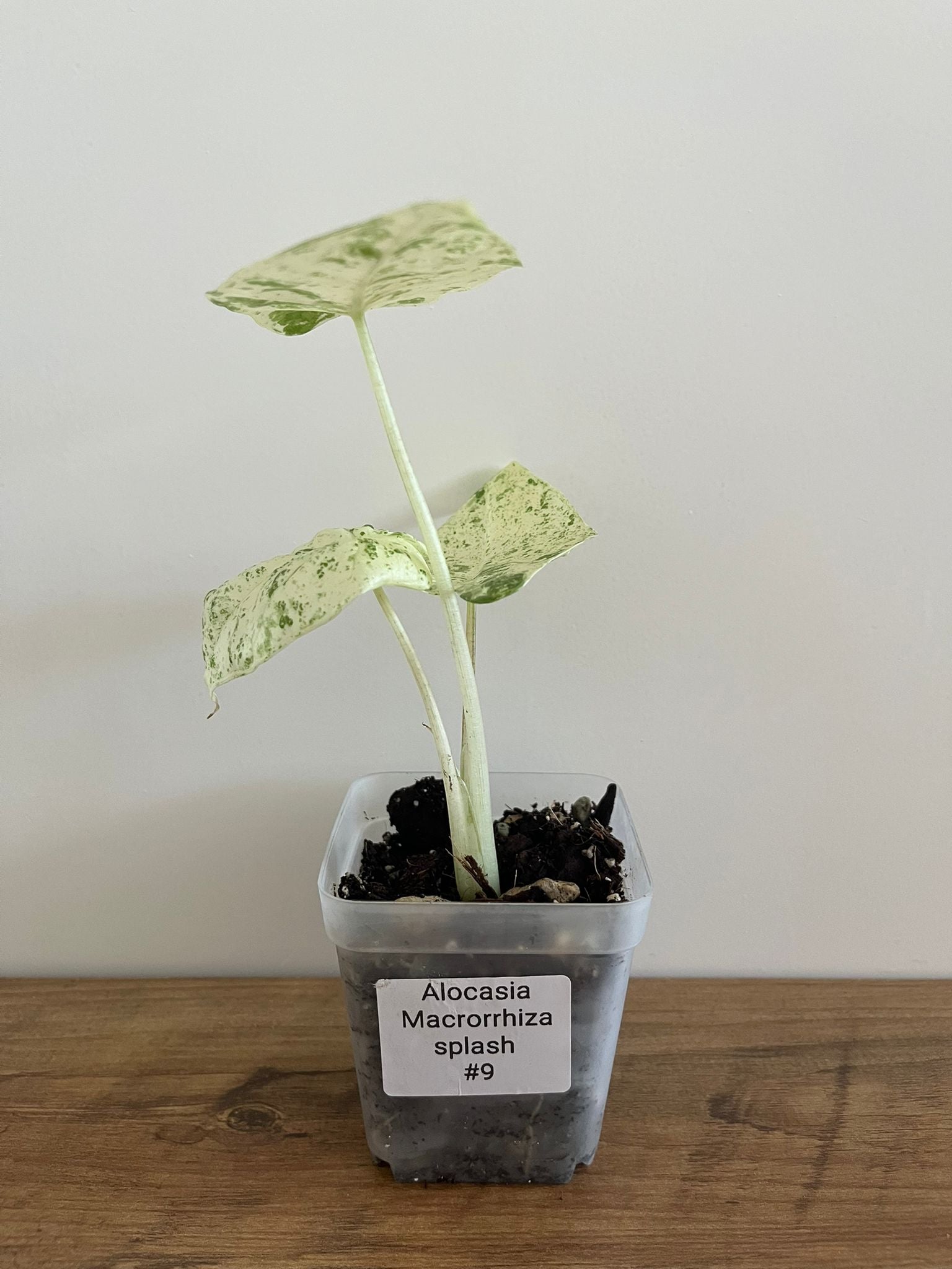 Alocasia Macrorrhiza splash #9