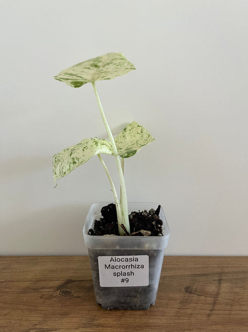 Alocasia Macrorrhiza splash #9