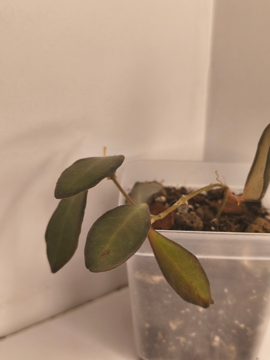 Hoya Bilobata #1