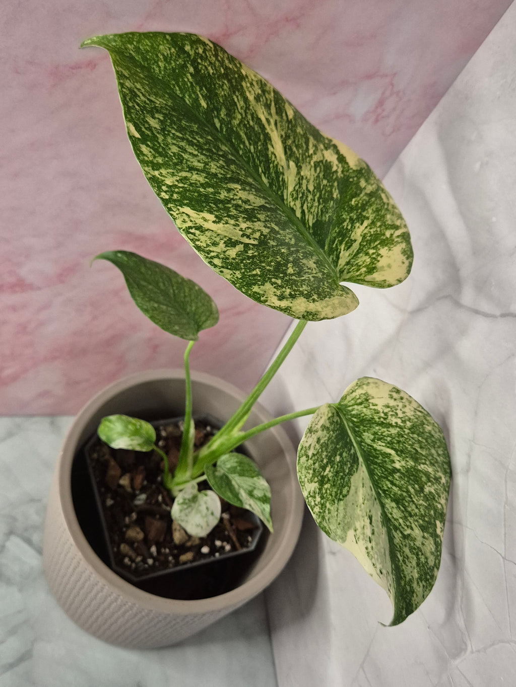 Monstera Mint #4