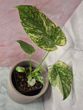 Monstera Mint #4