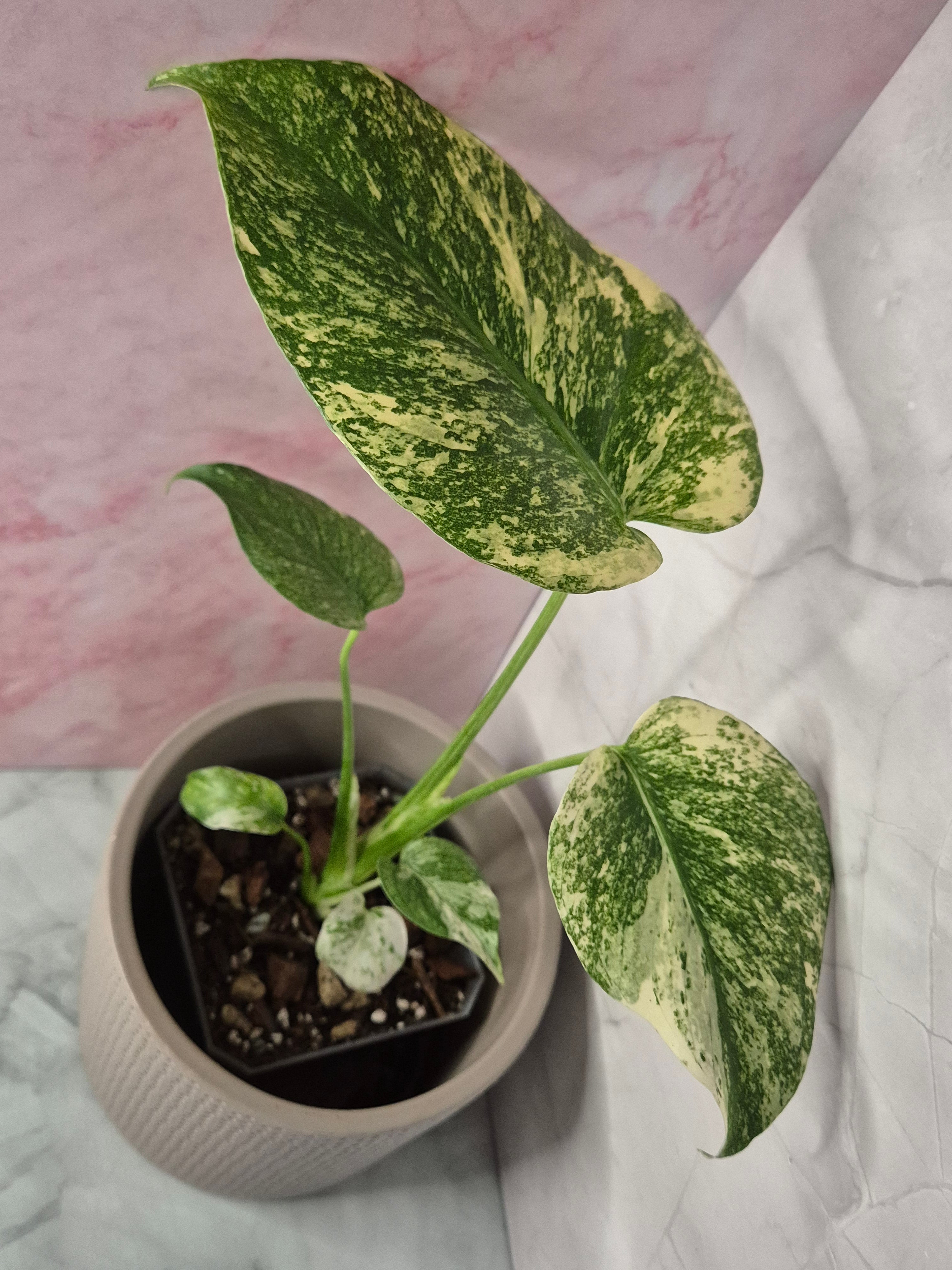 Monstera Mint #4