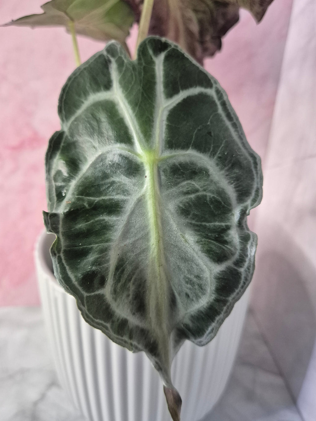 Alocasia Venom #3