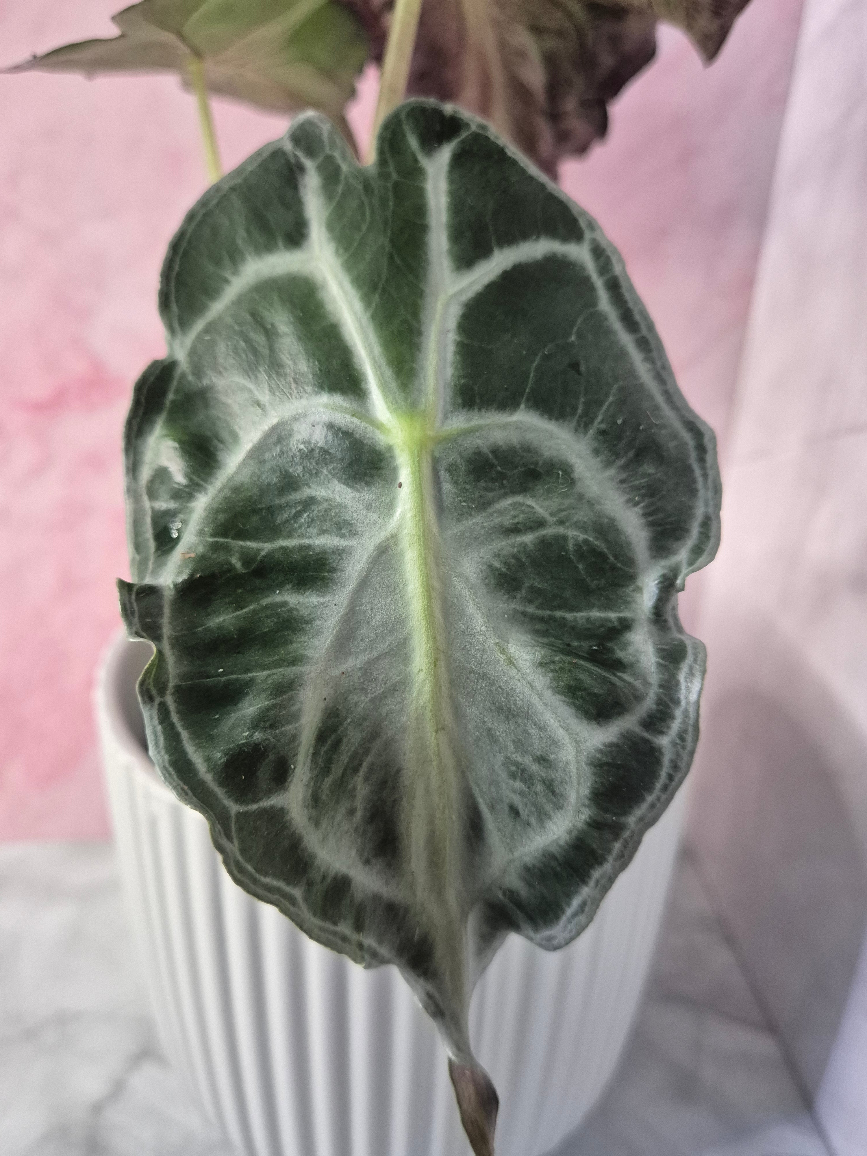 Alocasia Venom #3