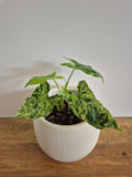 Syngonium Mottled #1
