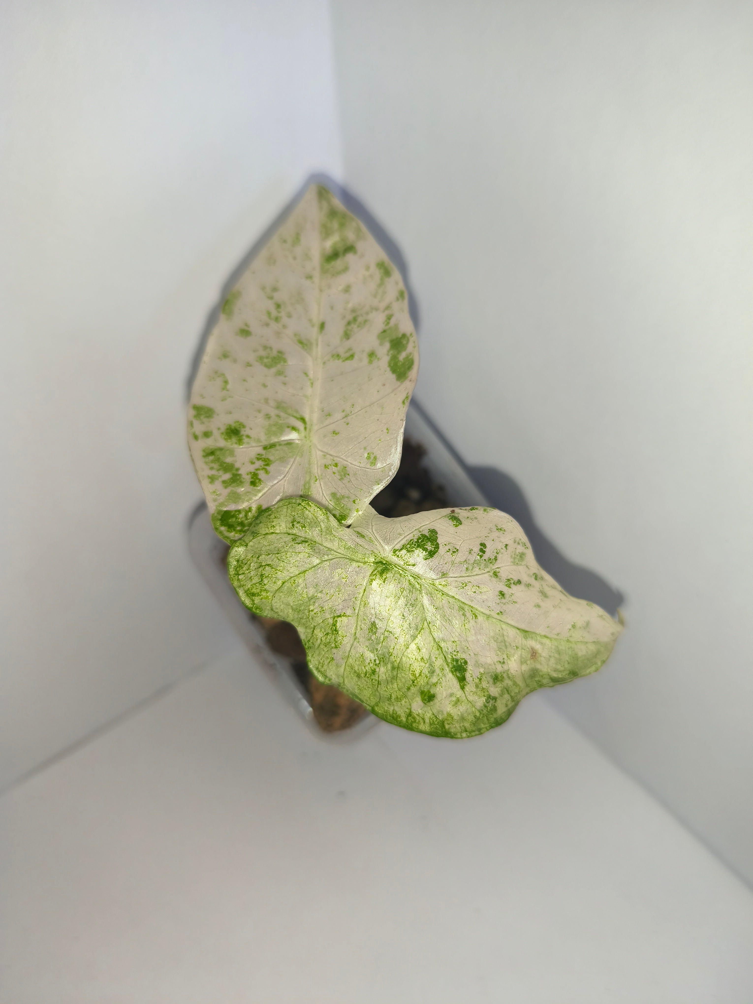 Alocasia Macrorrhiza splash #1