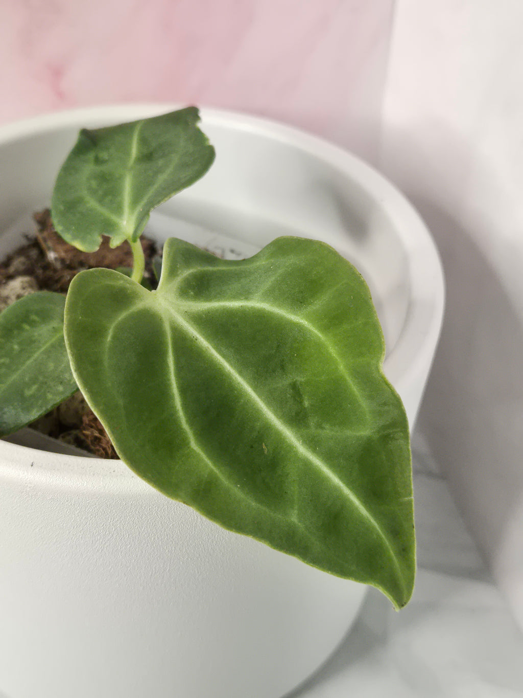 Anthurium Regale #15