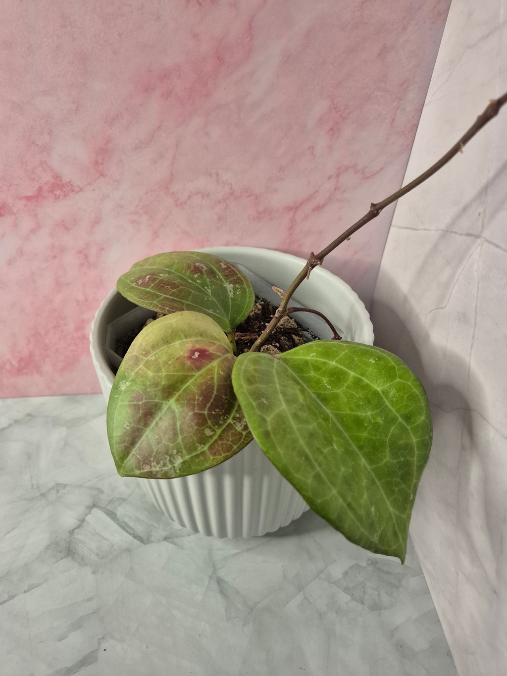 Hoya Sarawak Cream #1