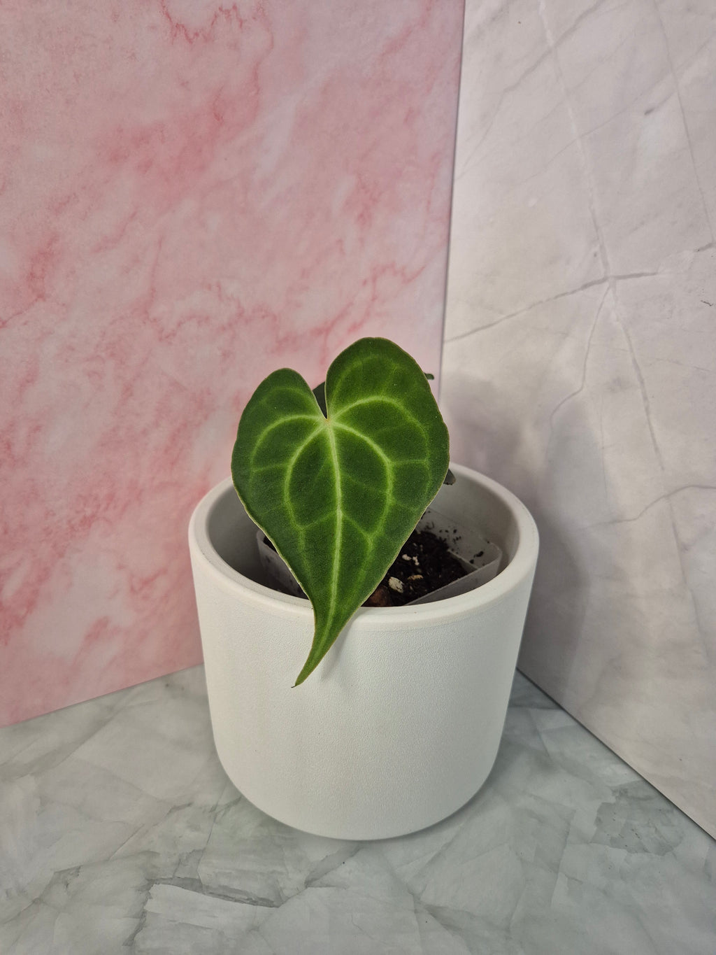 Anthurium Clarinervium #3