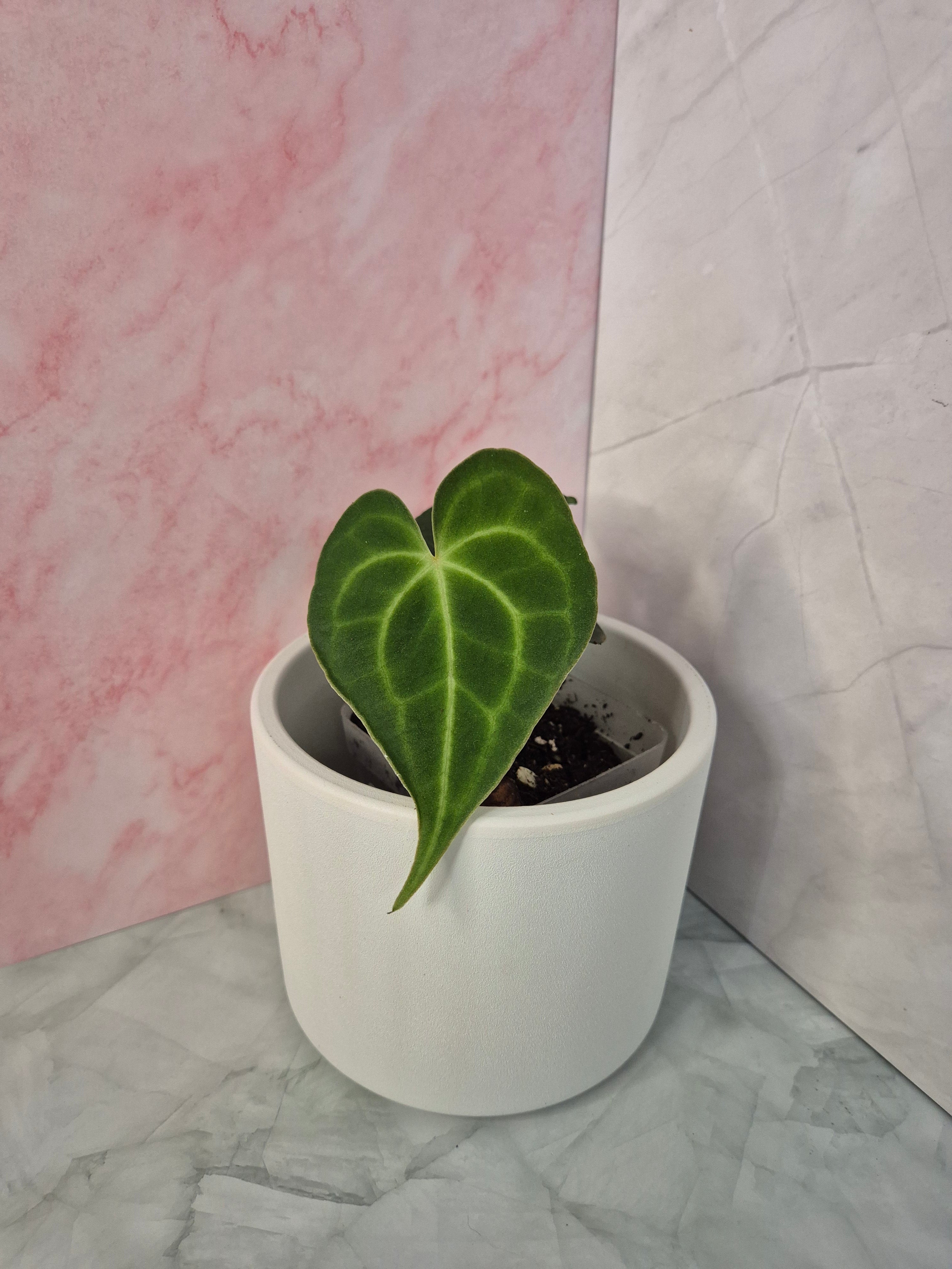 Anthurium Clarinervium #3