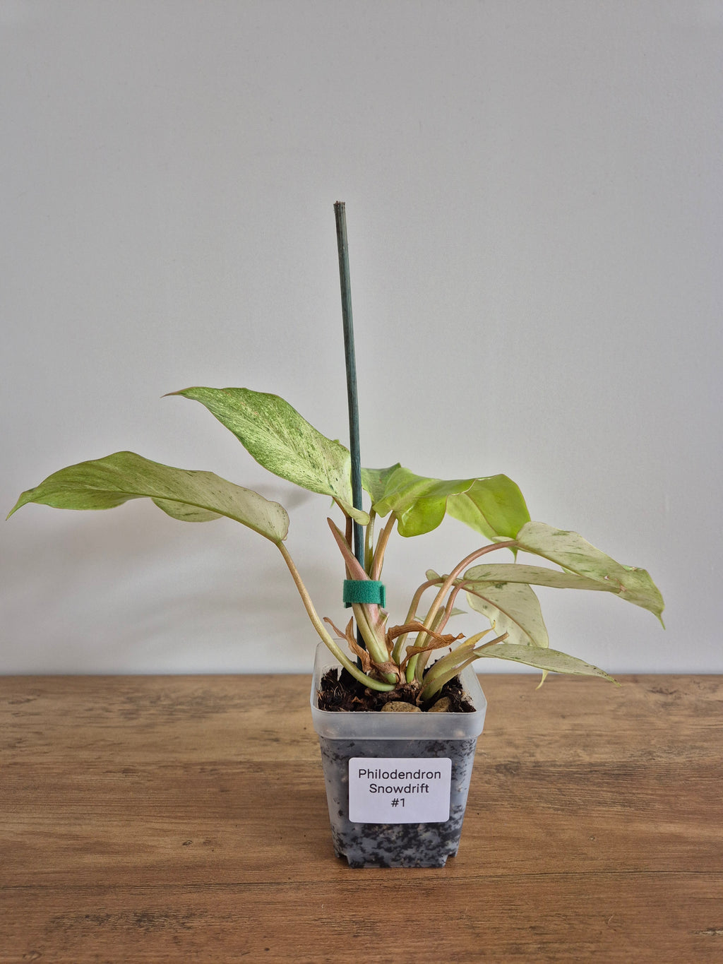 Philodendron Snowdrift #1
