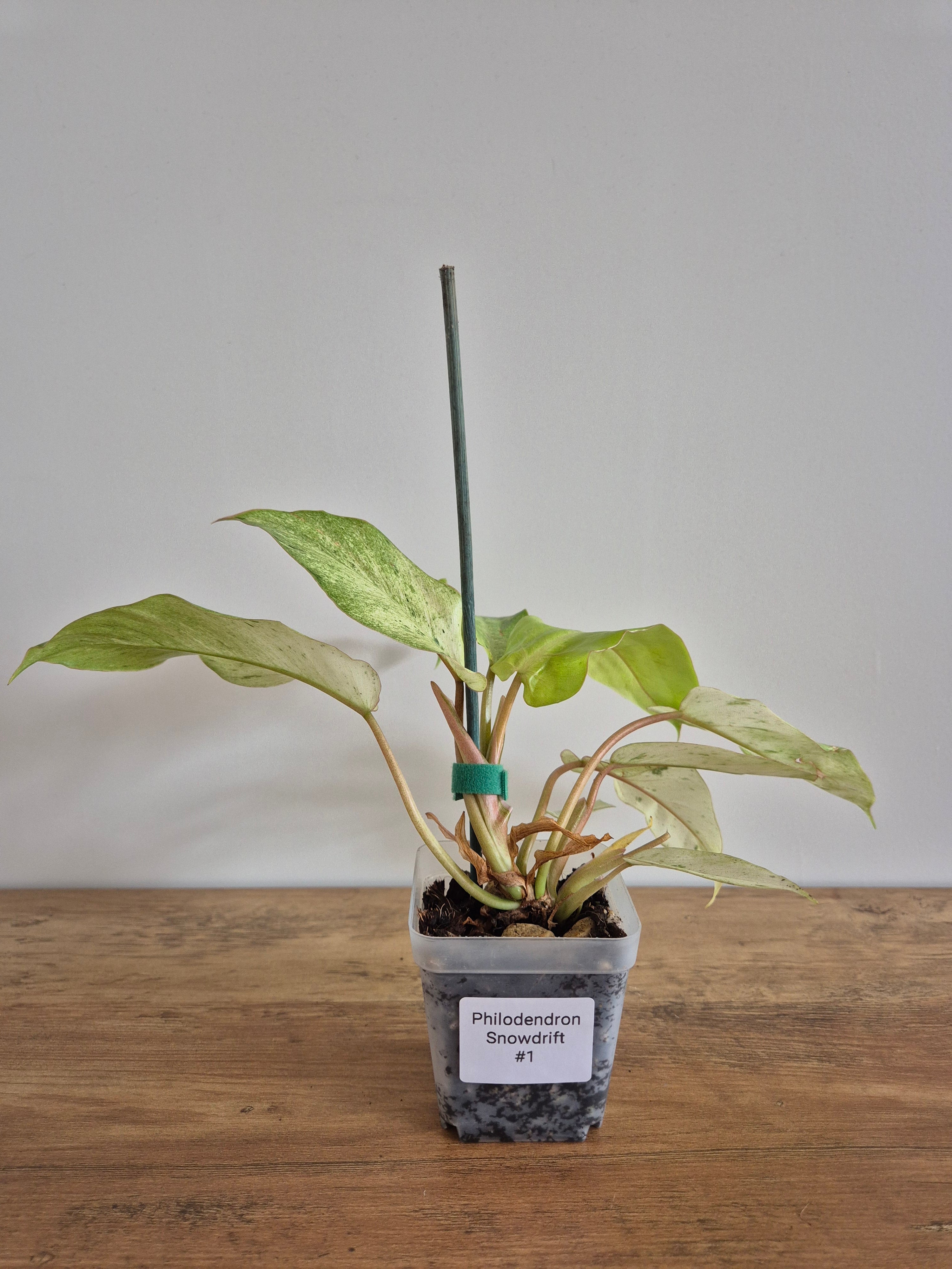 Philodendron Snowdrift #1