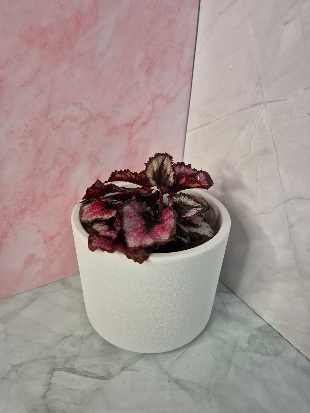 Begonia Red Heart #1