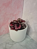 Begonia Red Heart #1