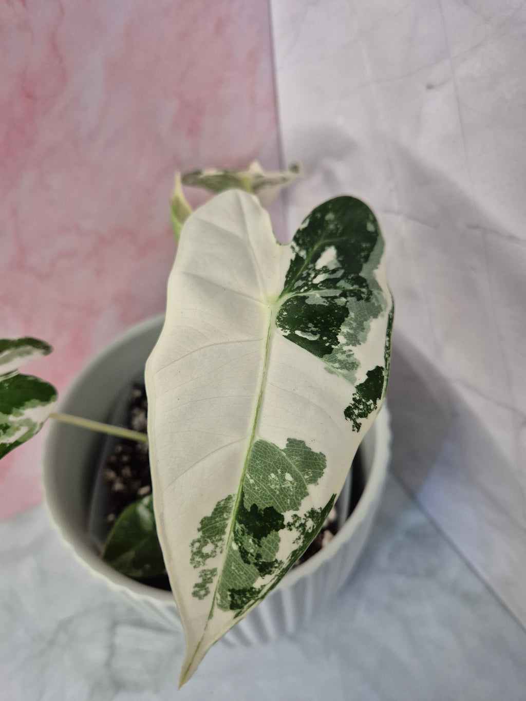 Alocasia Micholitziana Frydek Variegated #2