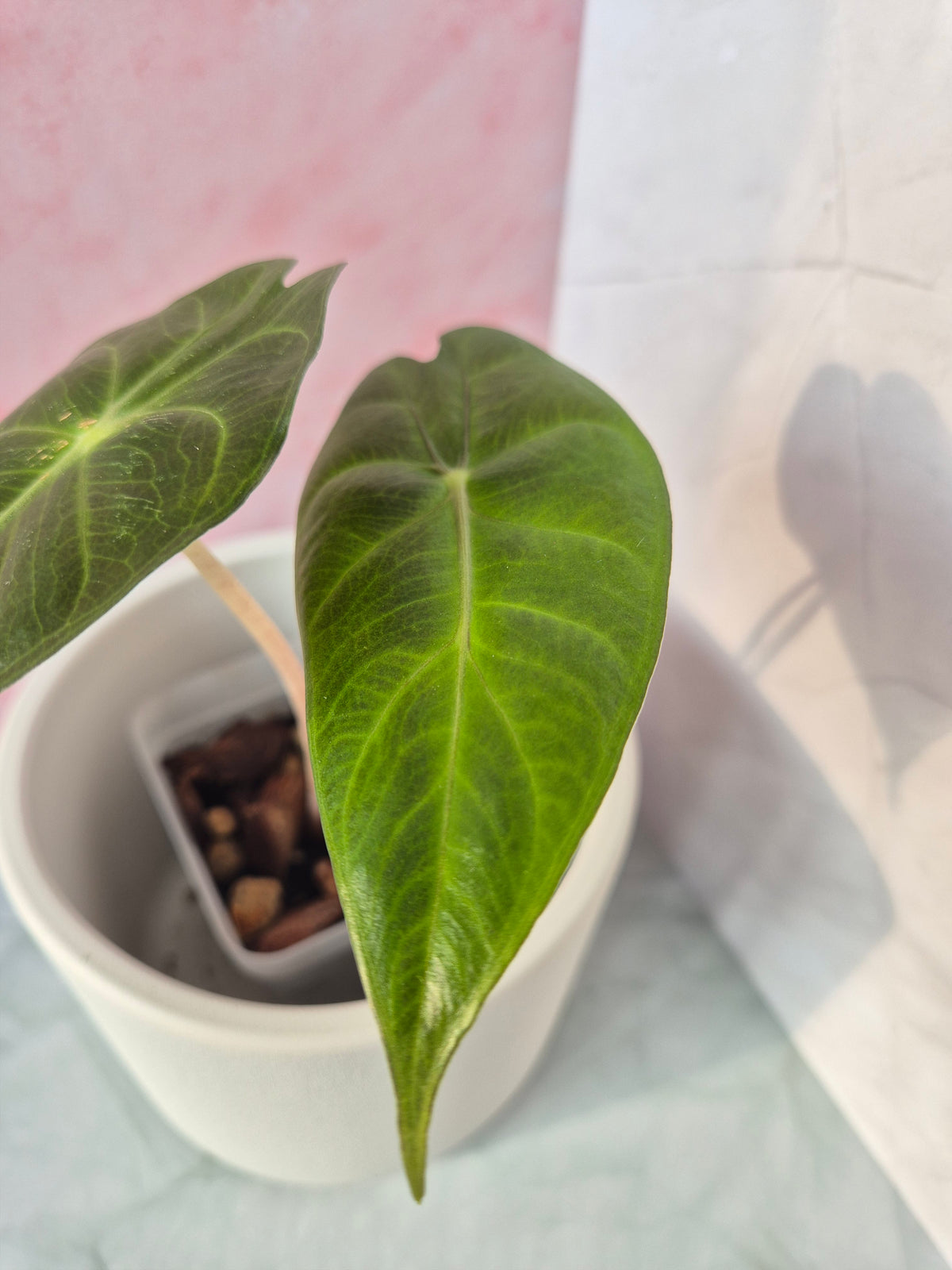 Alocasia Pink Dragon #10