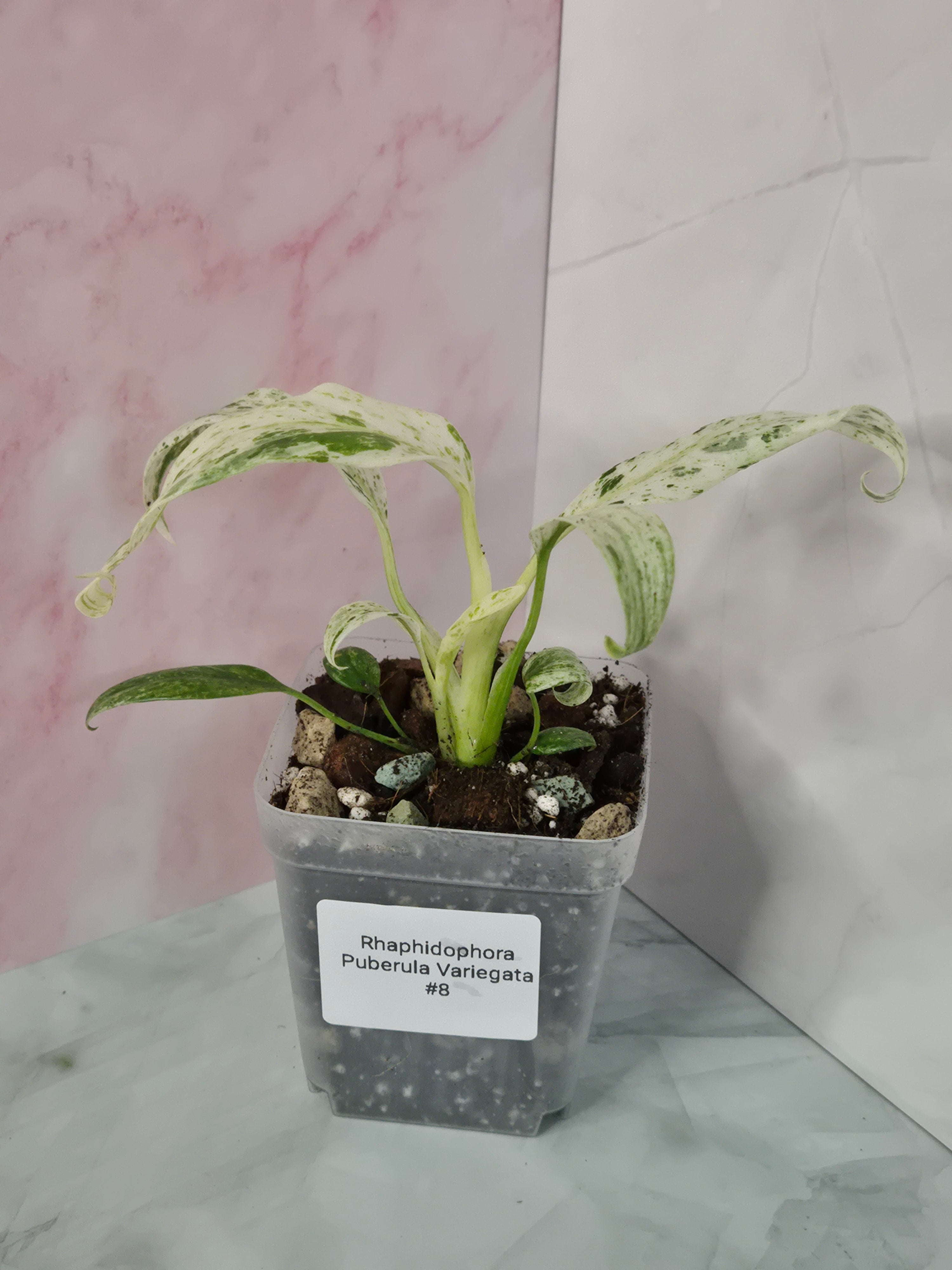 Rhaphidophora Puberula Variegata #8