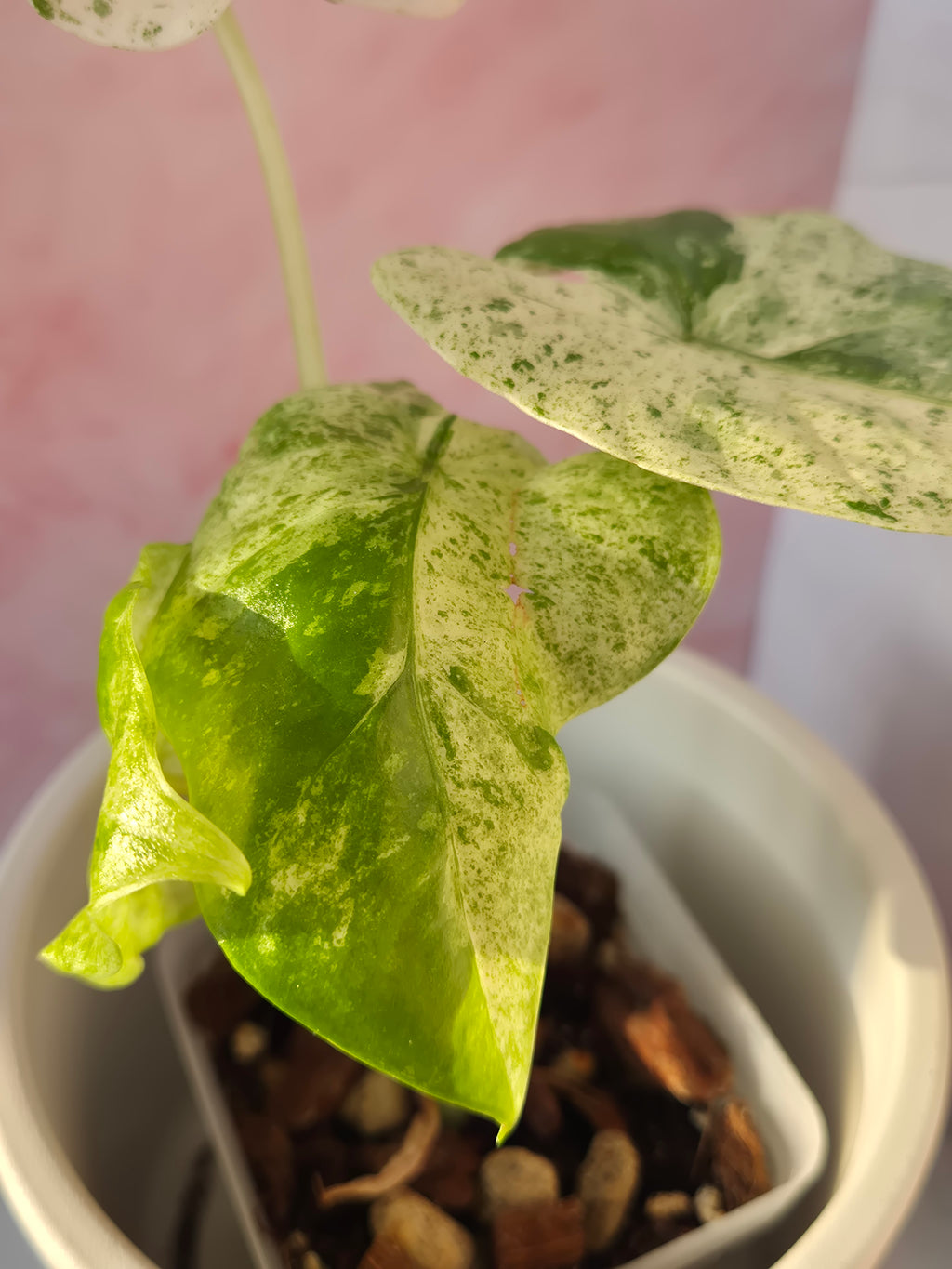 Alocasia Macrorrhiza splash #11