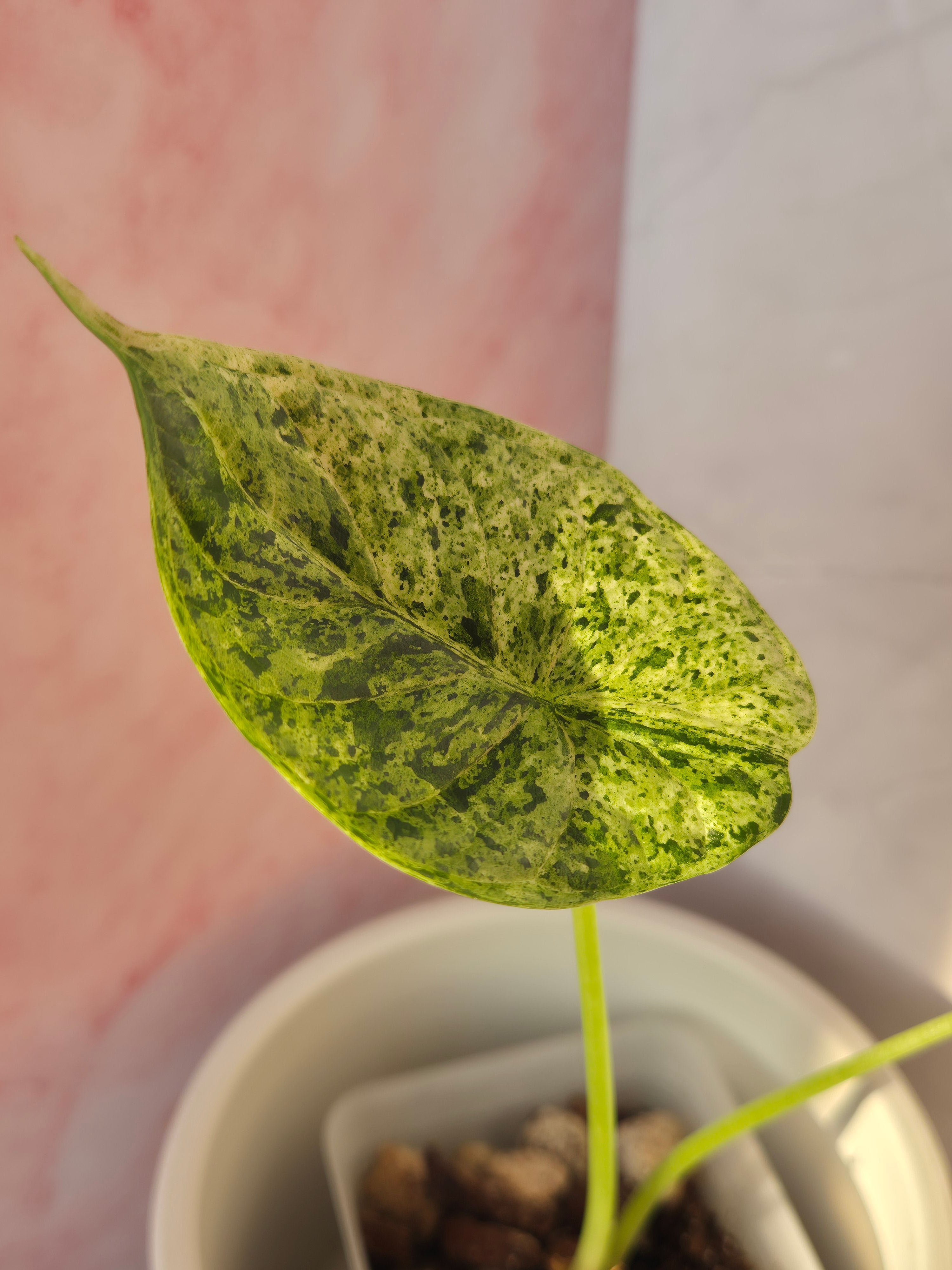 Alocasia Dragon Scale Mint #8