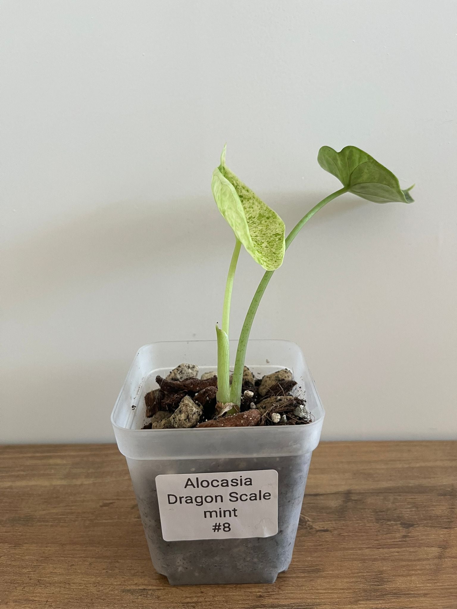 Alocasia Dragon Scale Mint #8