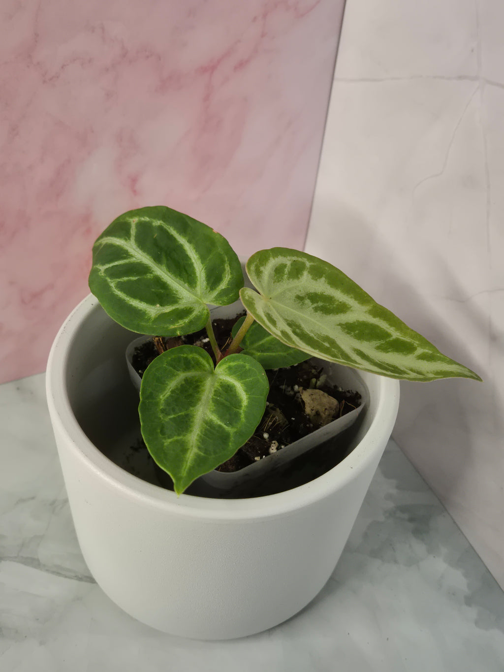 Anthurium Crystallinum #5