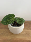 Anthurium Crystallinum #3