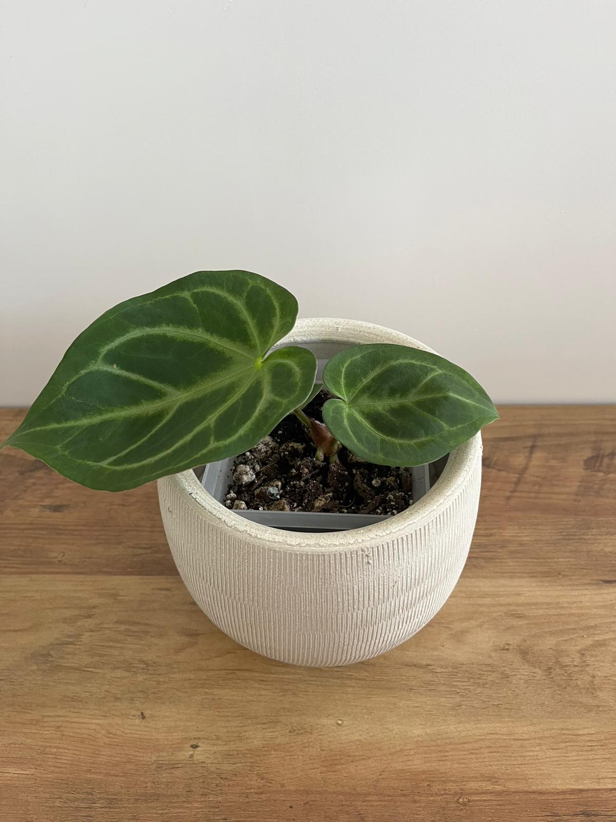 Anthurium Crystallinum Nr. 3