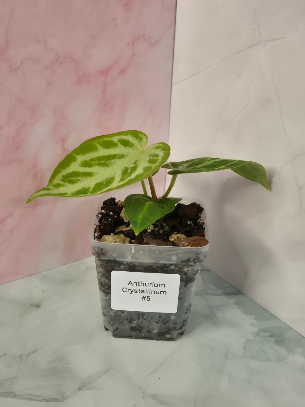 Anthurium Crystallinum #5