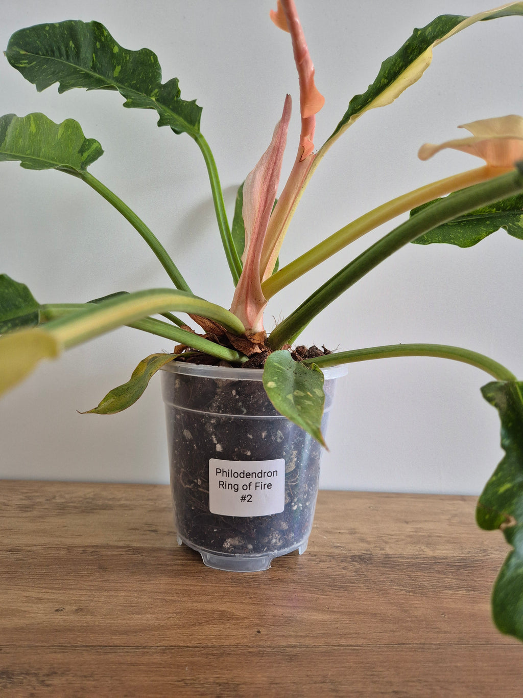 Philodendron Ring of Fire #2