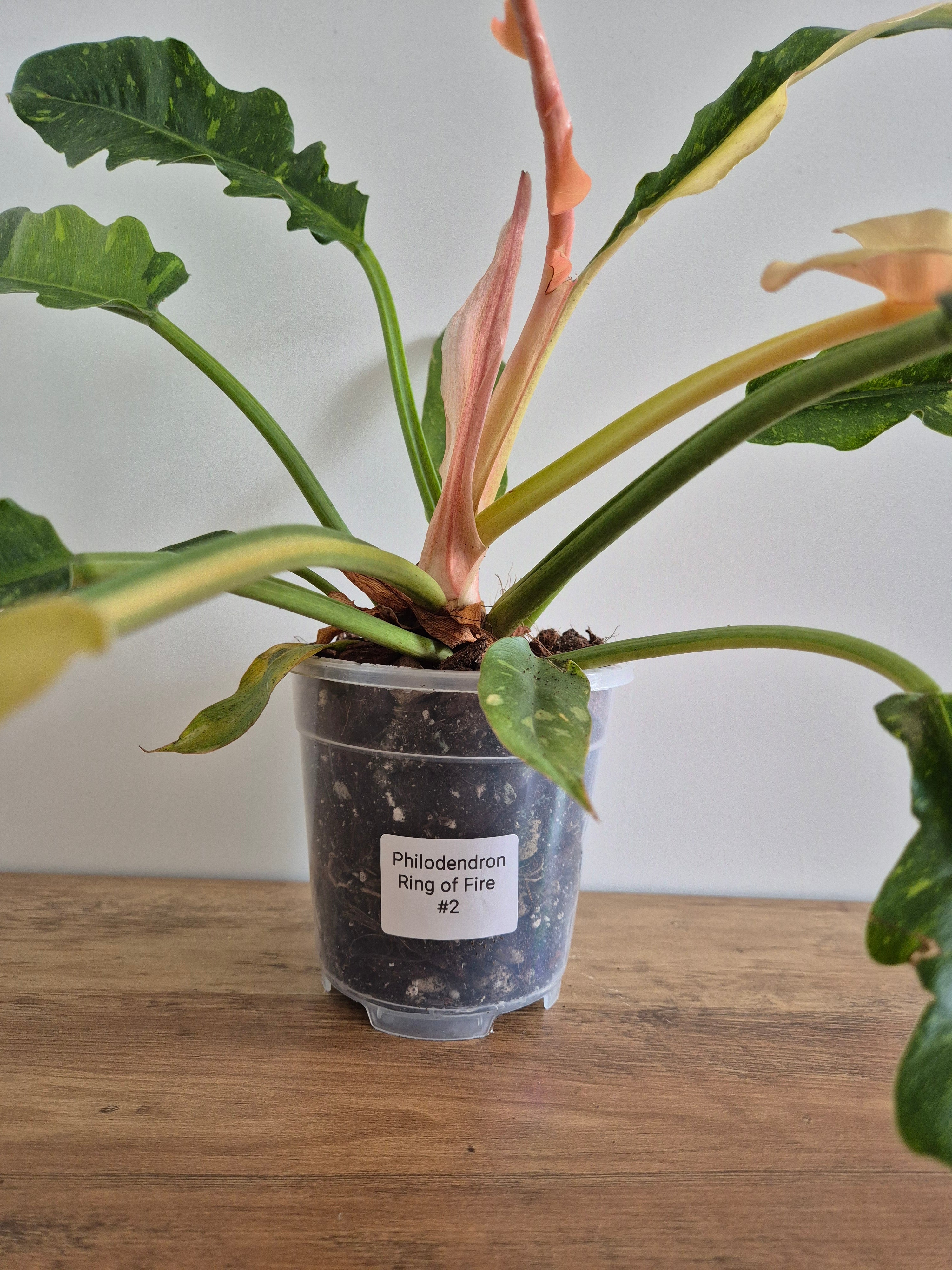 Philodendron Ring of Fire #2
