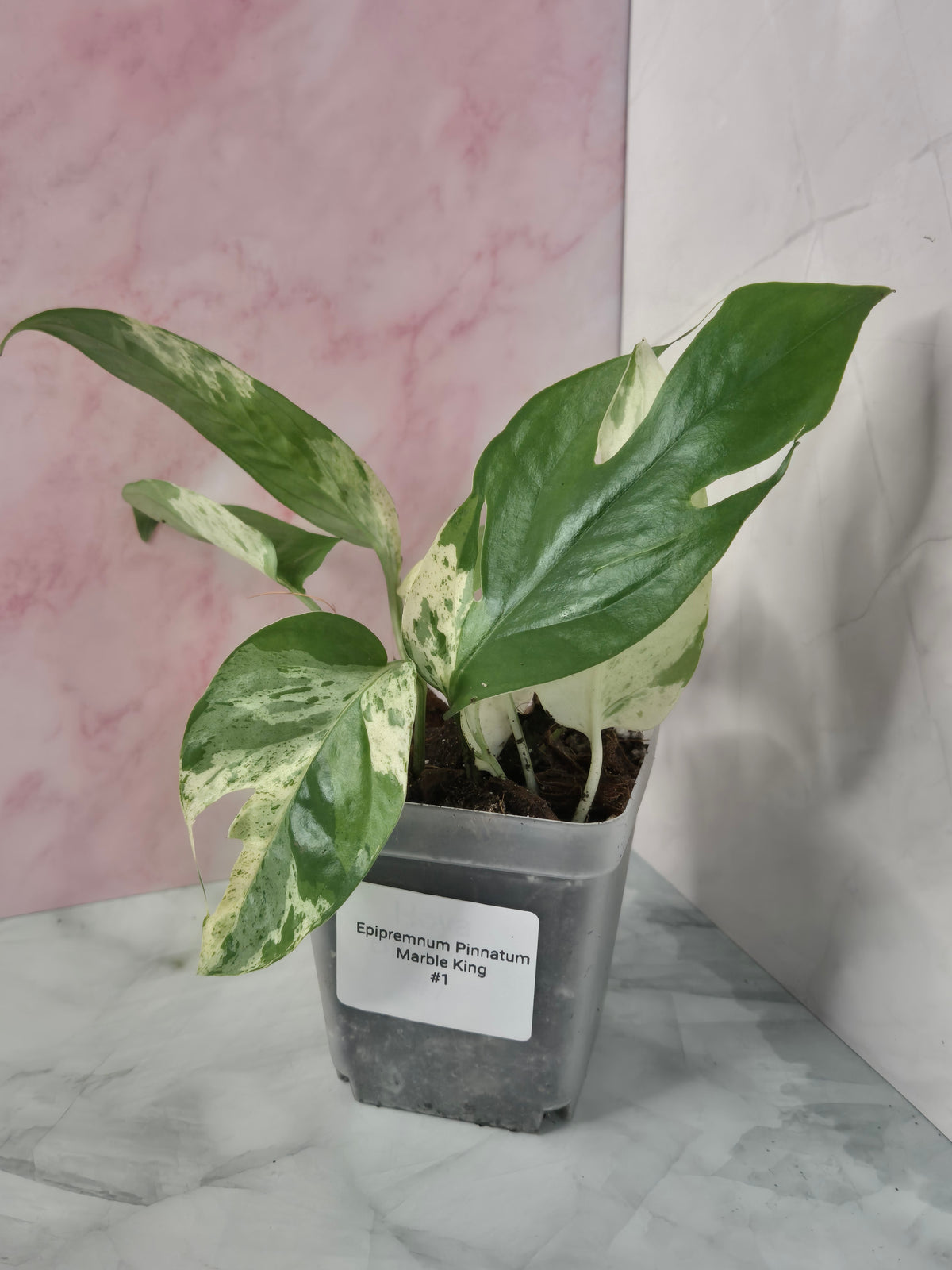 Epipremnum Pinnatum Marble King #1