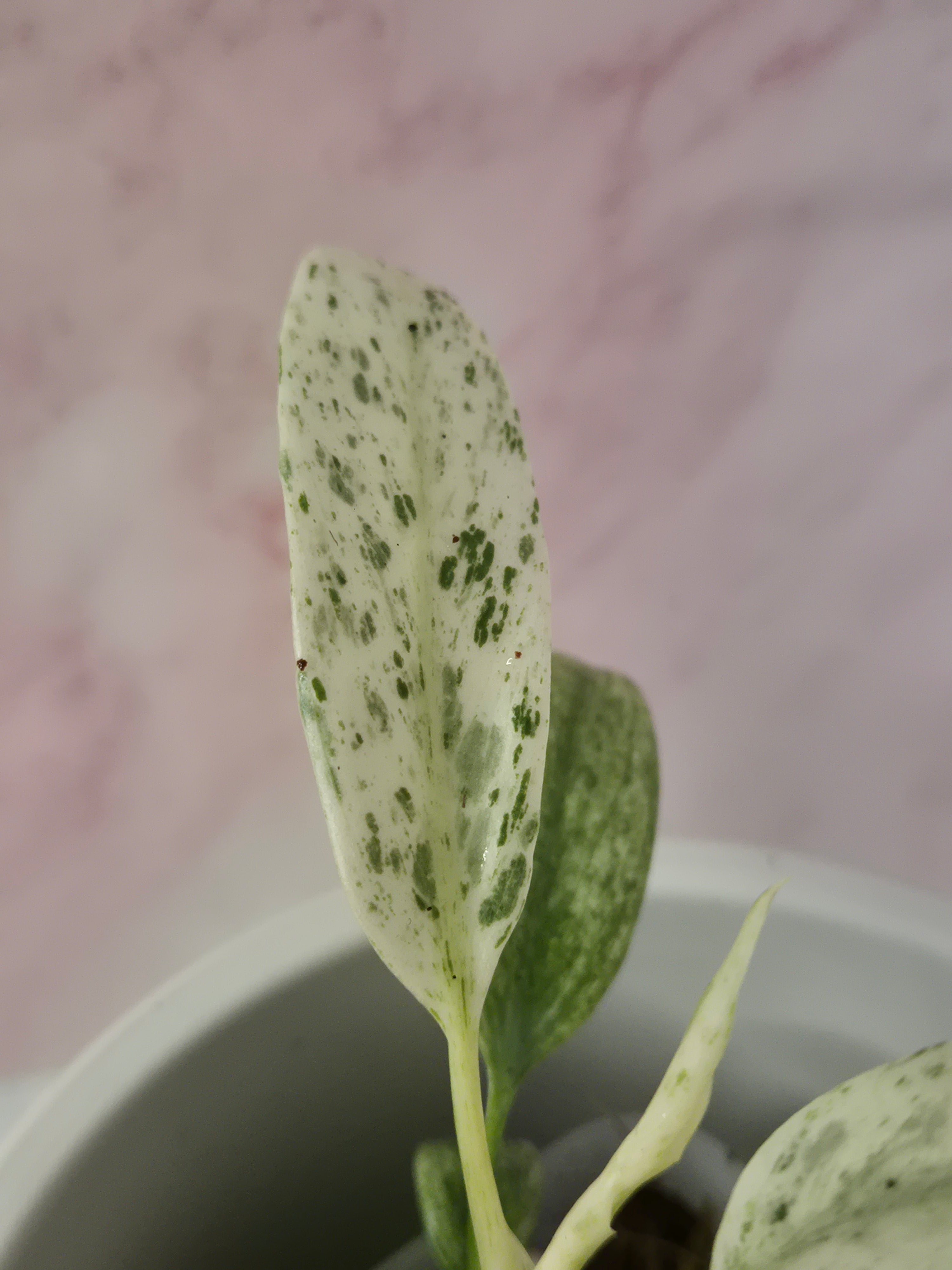 Rhaphidophora Puberula Variegata #20