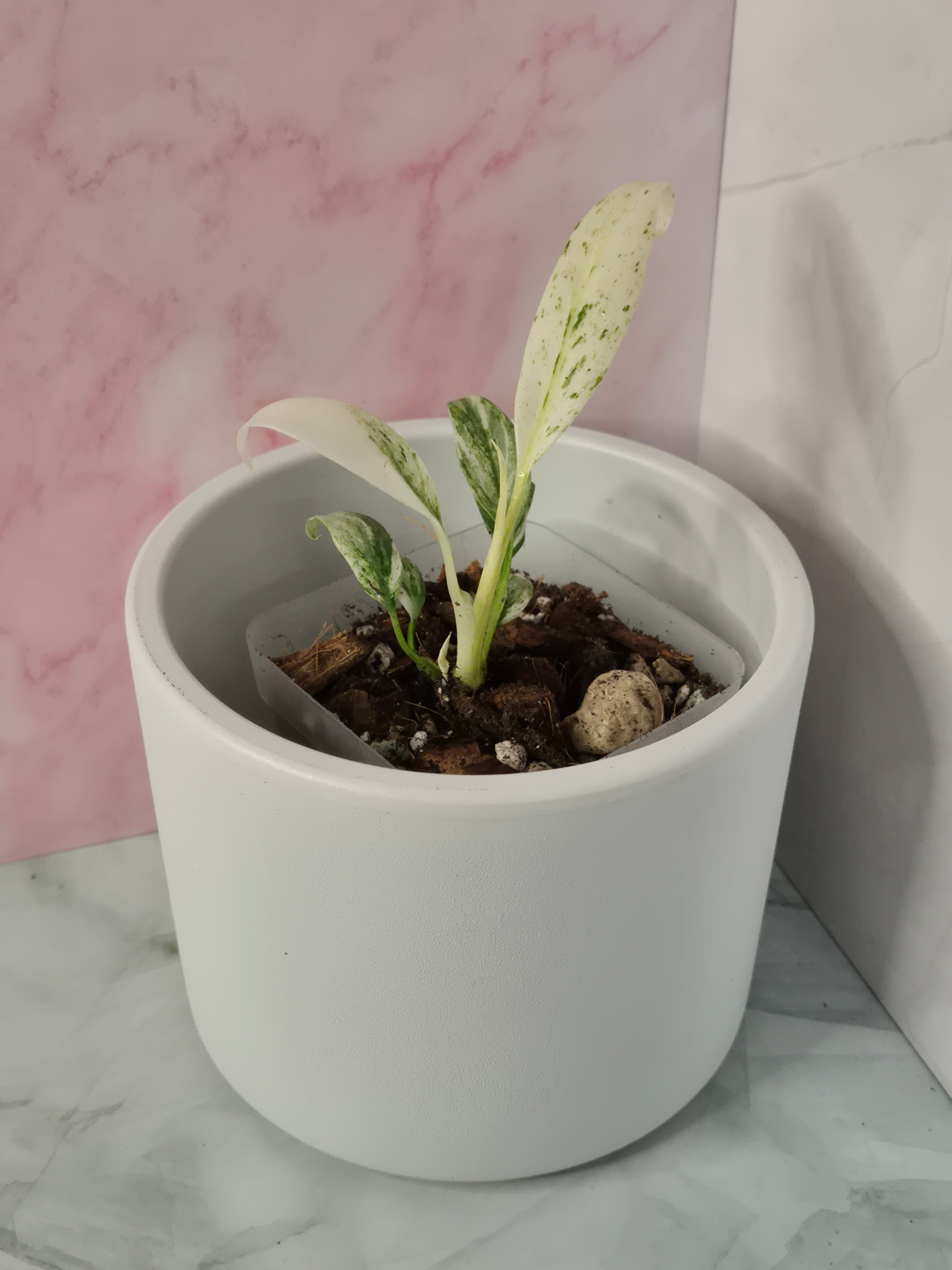 Rhaphidophora Puberula Variegata #1