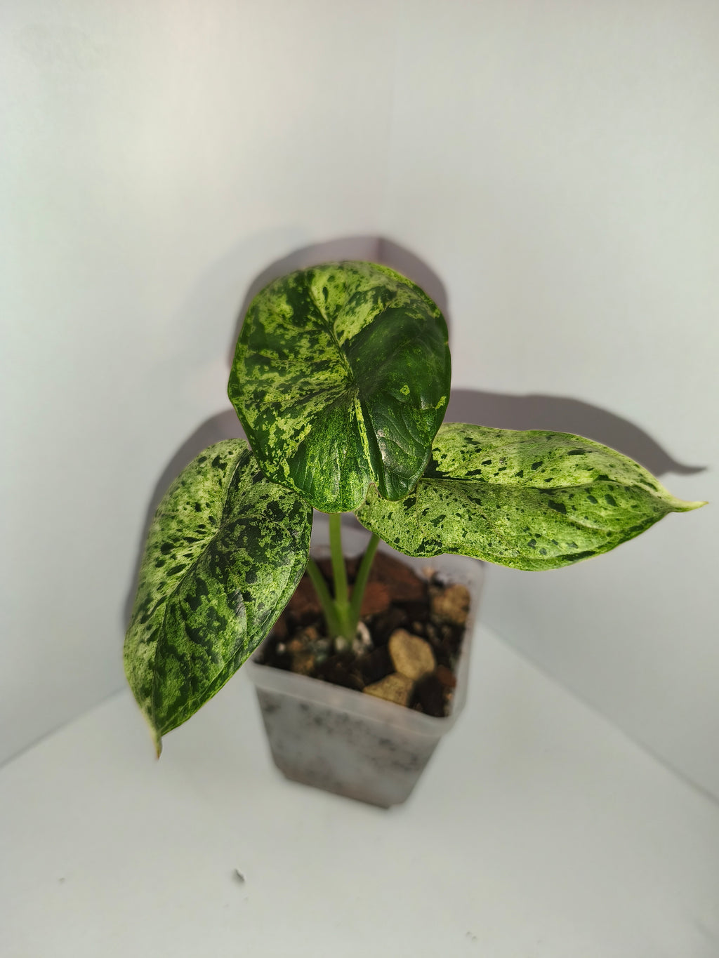 Alocasia Dragon Scale mint #1