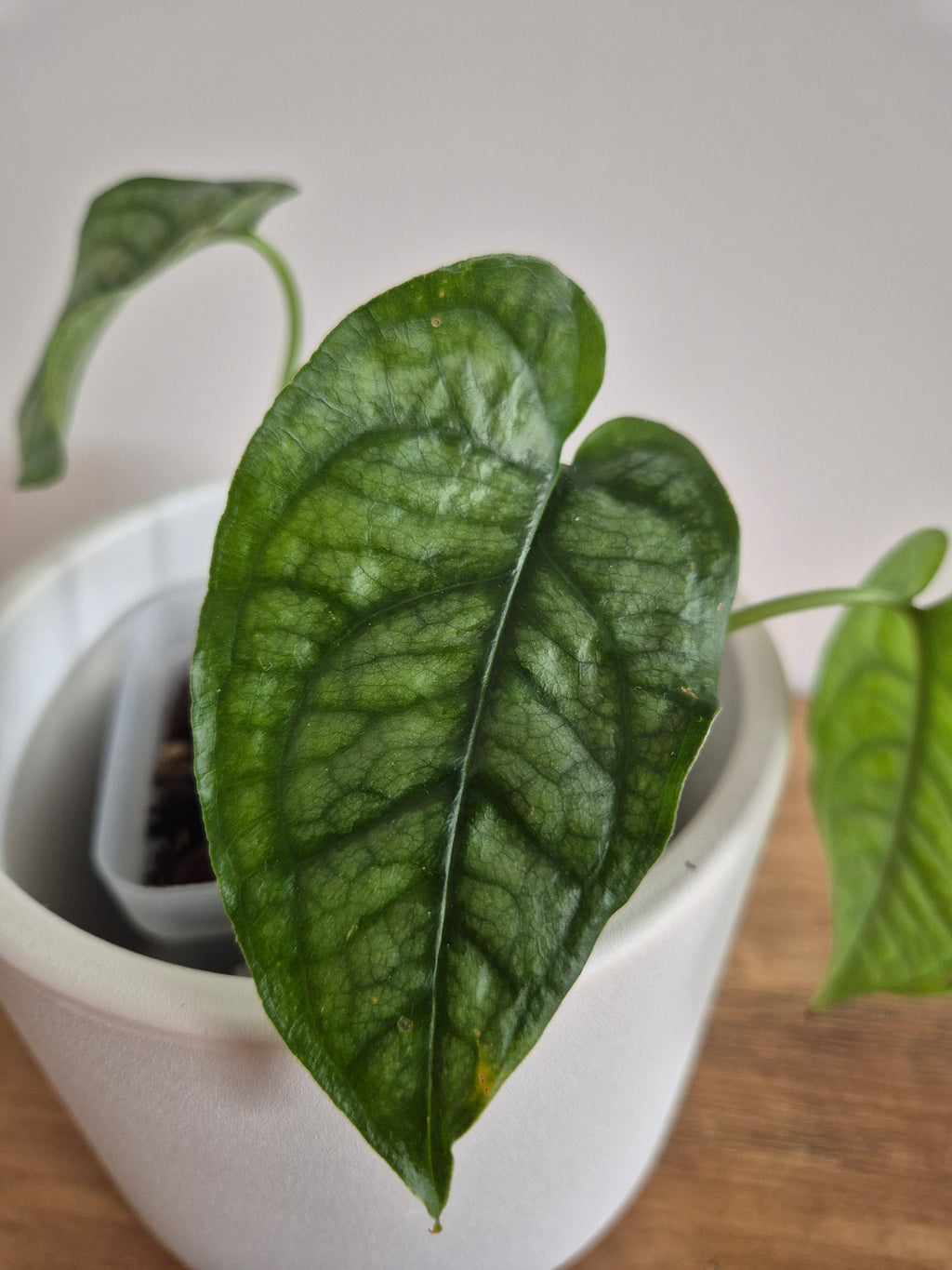 Monstera Siltepecana #2