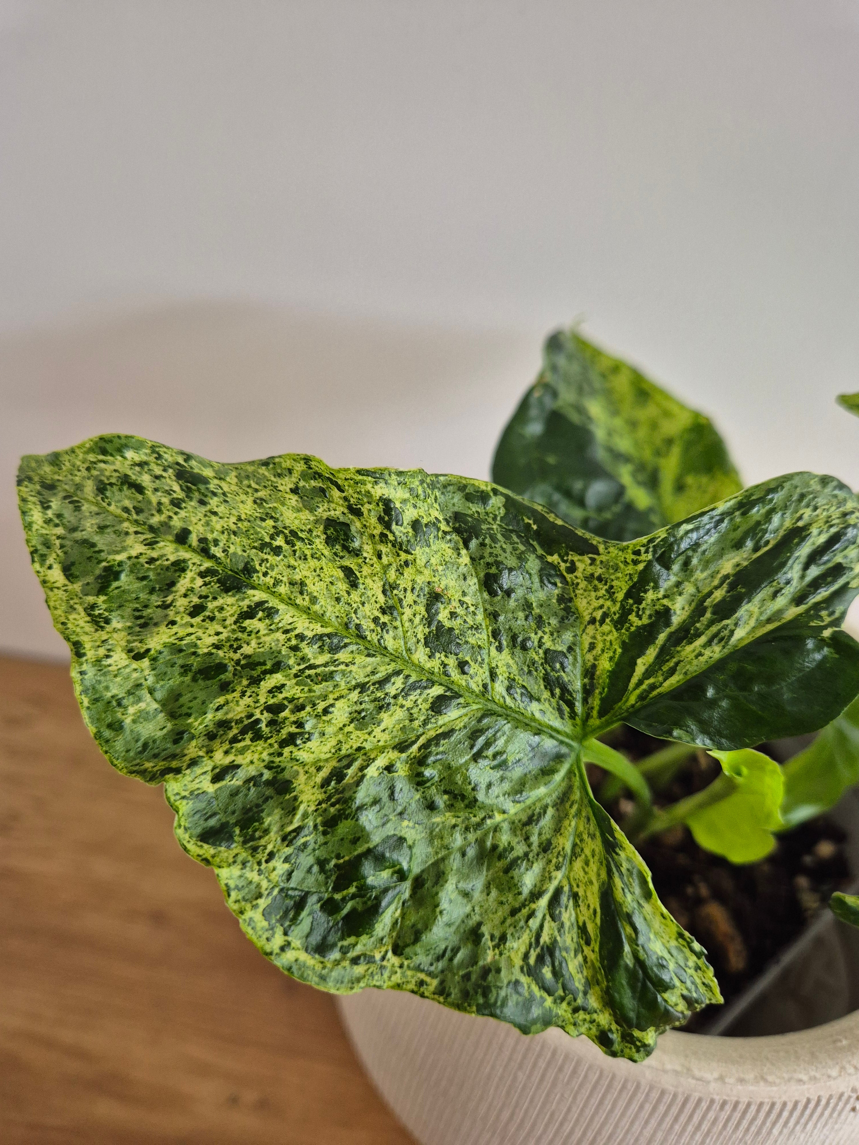 Syngonium Mottled #2