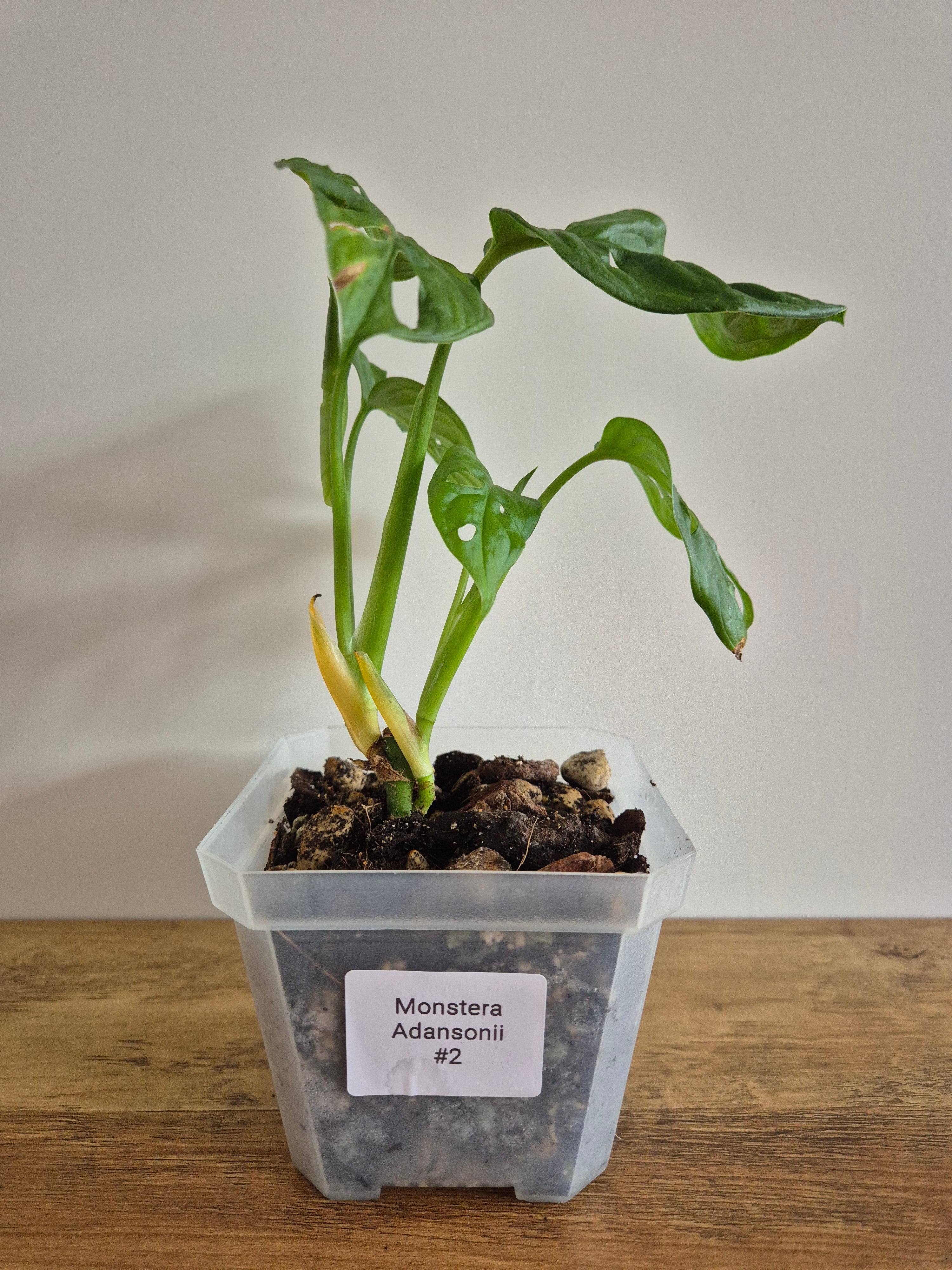 Monstera Adansonii #2