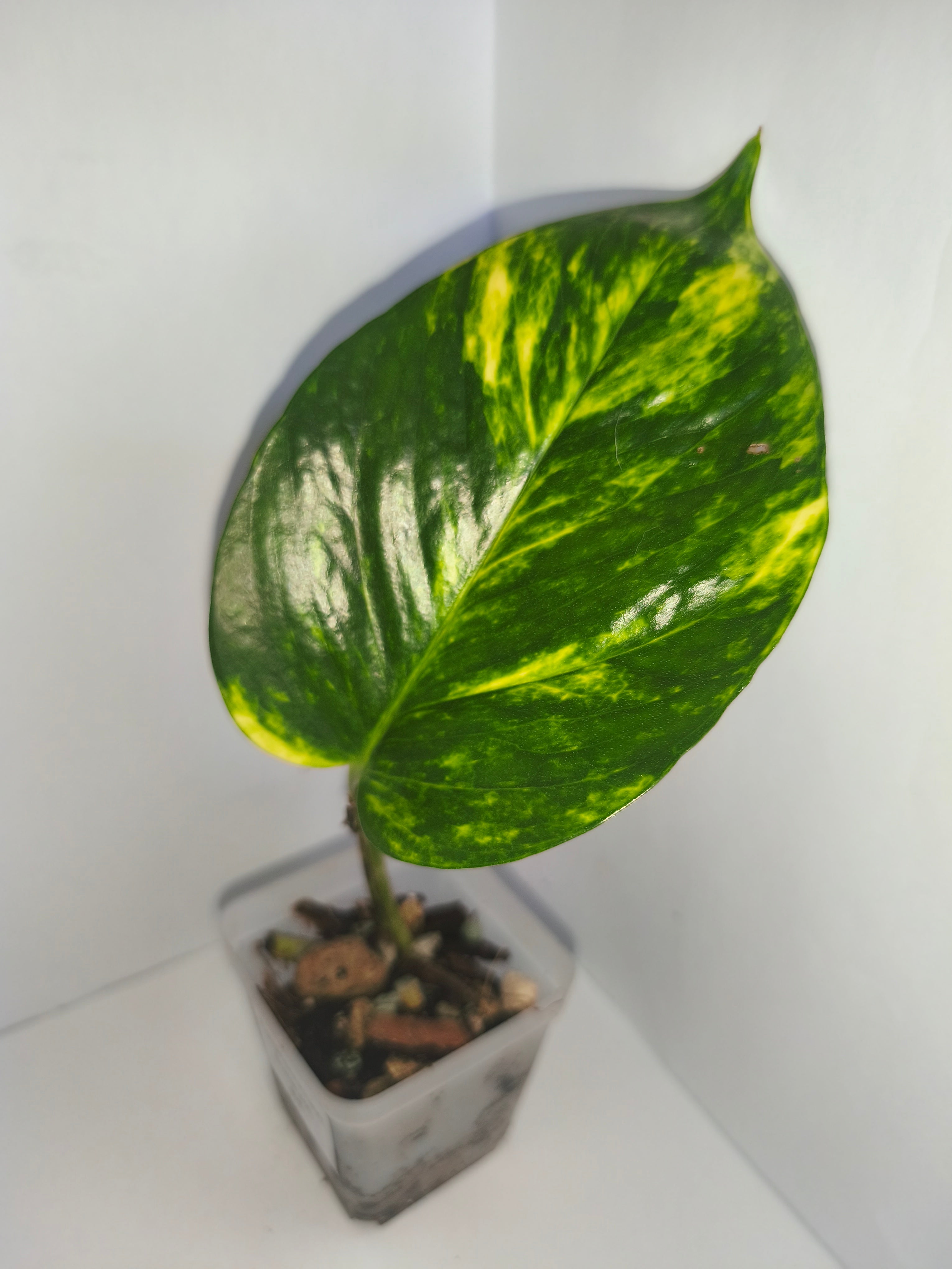 Epipremnum aureum #4