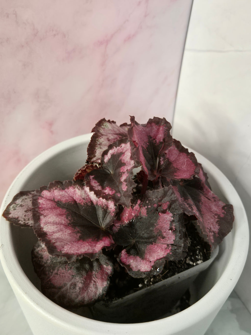 Begonia Red Heart #4