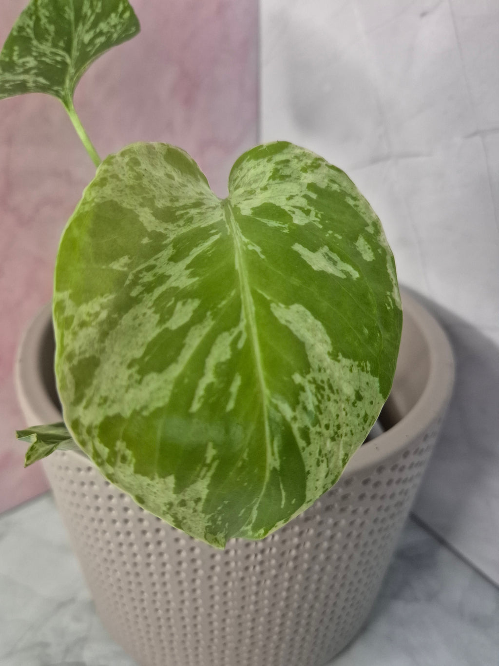 Monstera Deliciosa Bulbasaur #3