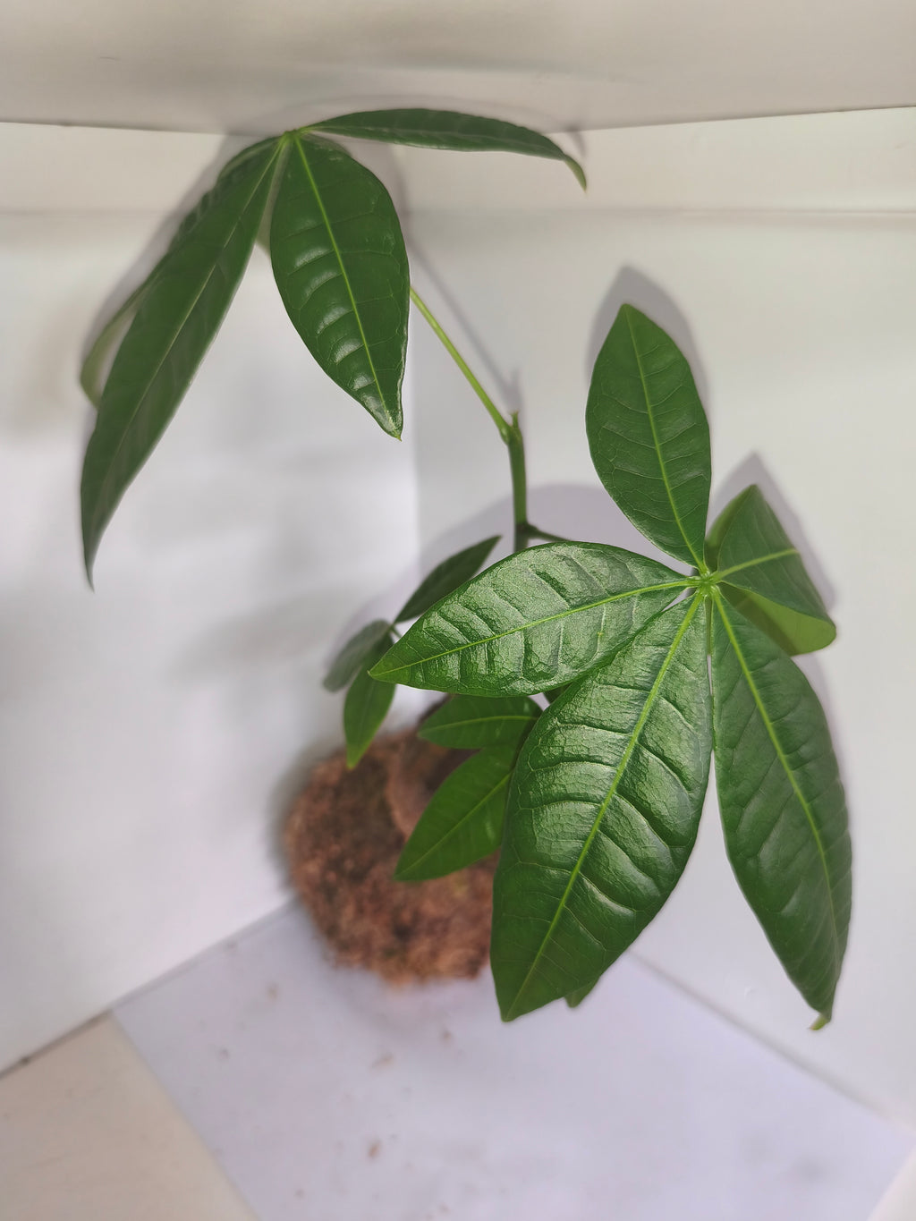 Kokedama #3