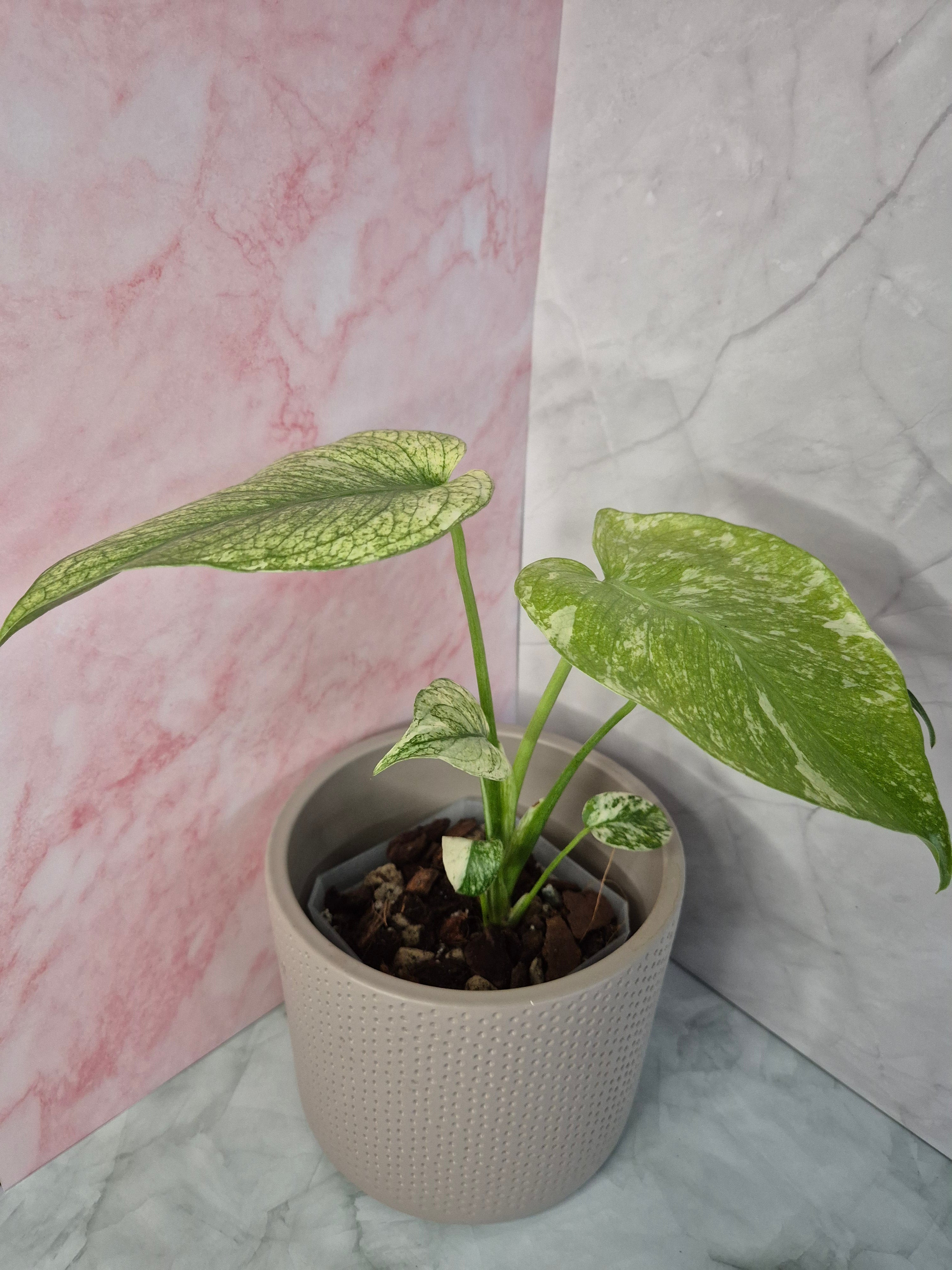 Monstera Mint #3