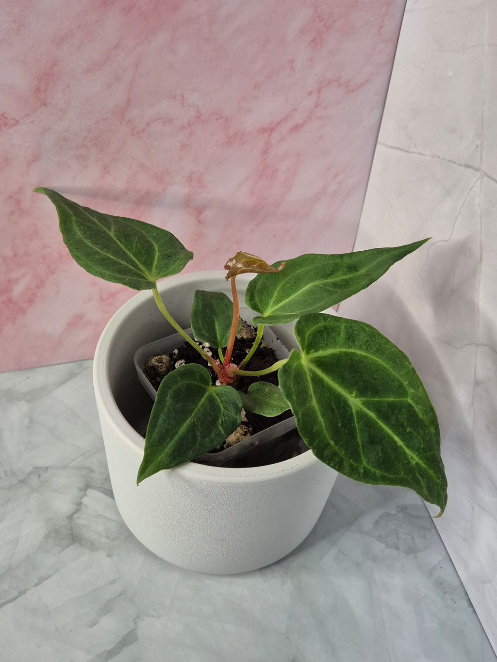 Anthurium Magnificum #4