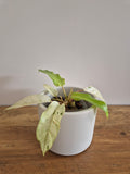 Philodendron Snowdrift #2