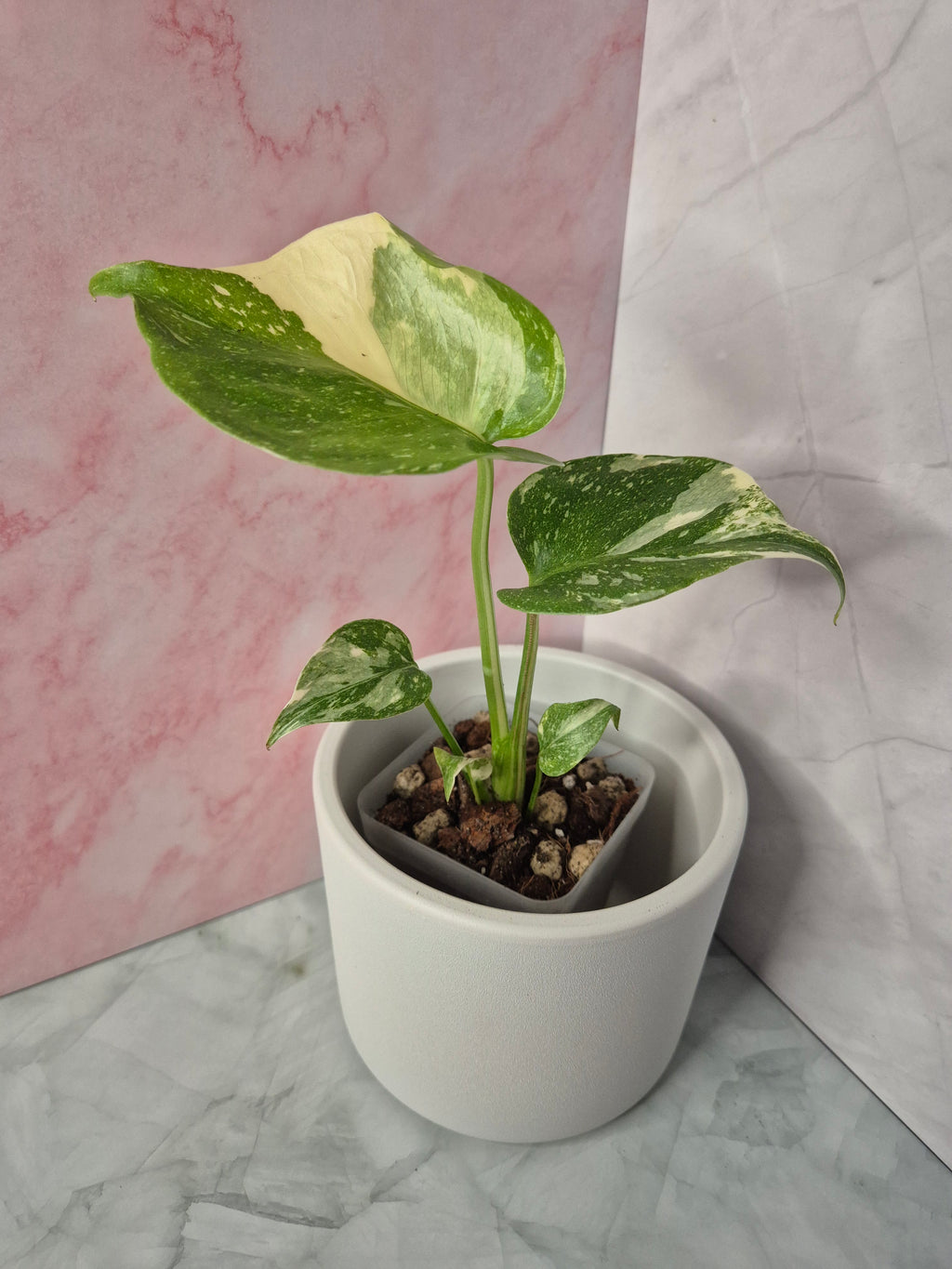 Monstera Thai Constellation #13