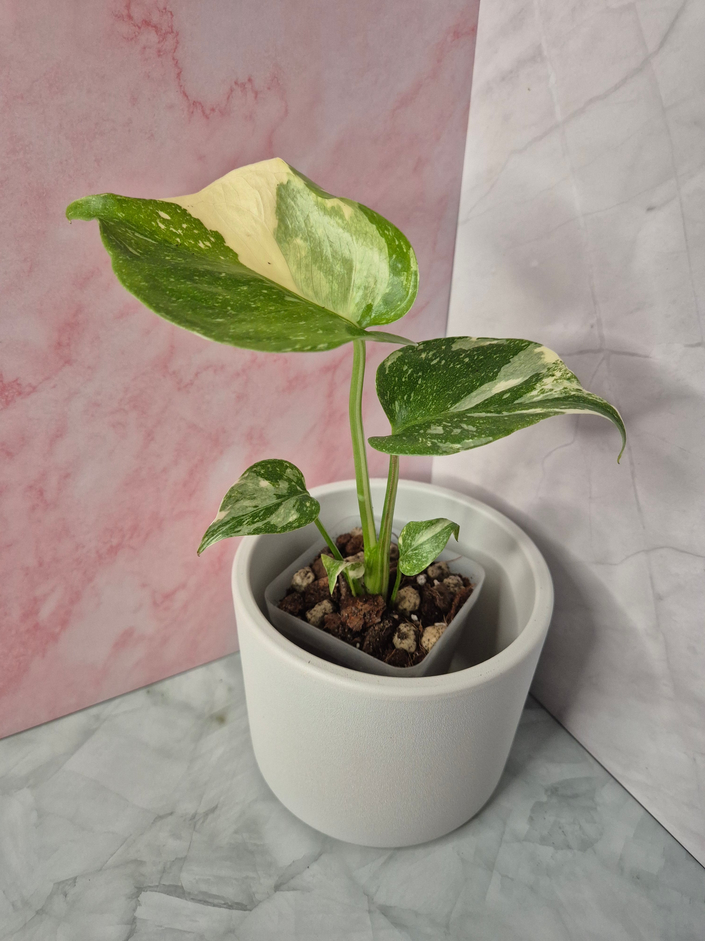 Monstera Thai Constellation #13