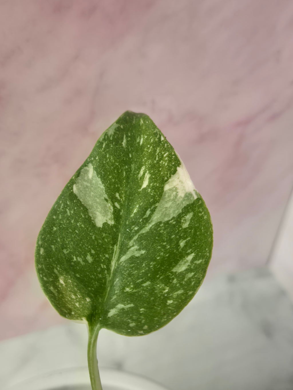 Monstera Thai Constellation #21