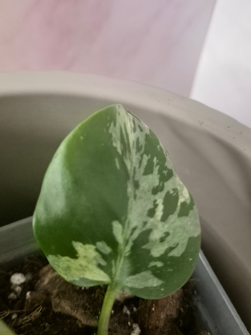 Monstera Deliciosa Bulbasaur #3