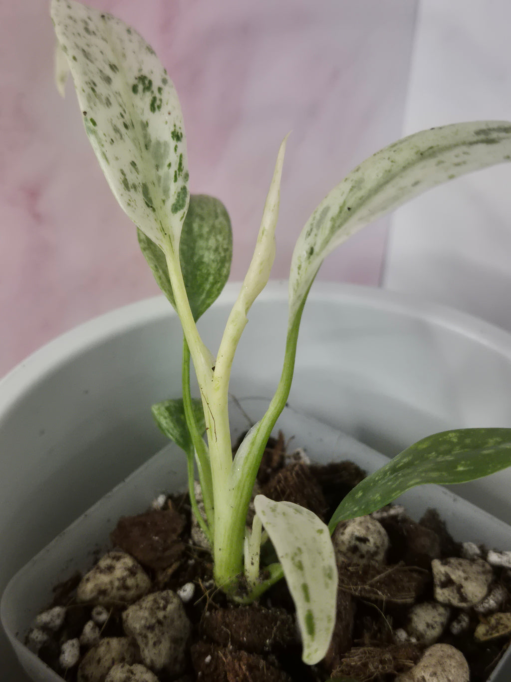 Rhaphidophora Puberula Variegata #20