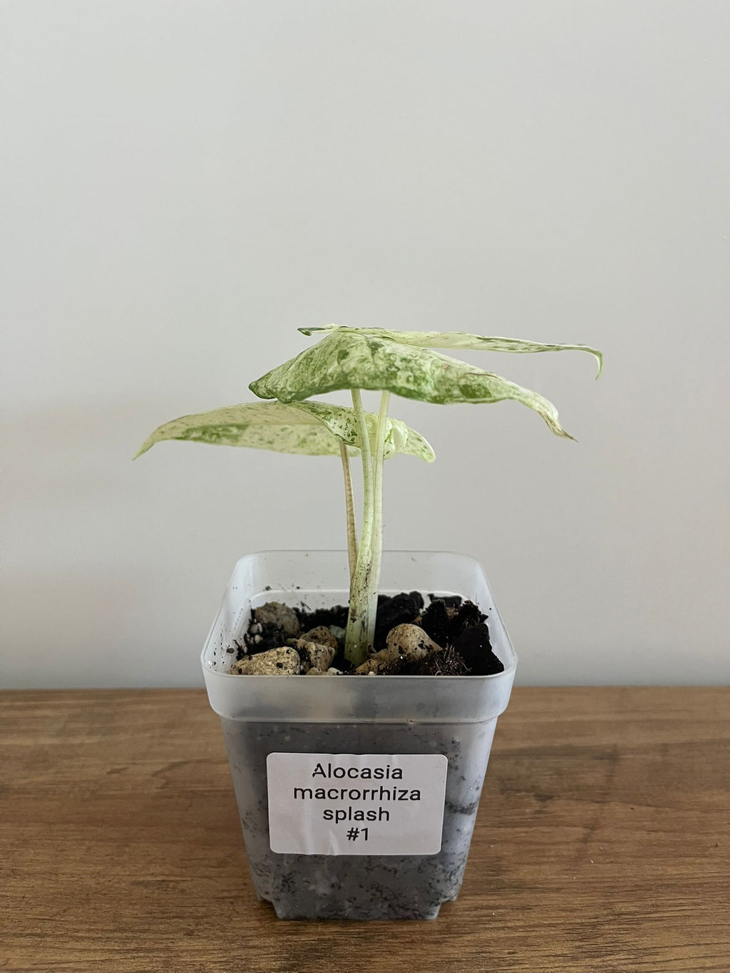 Alocasia Macrorrhiza splash #1